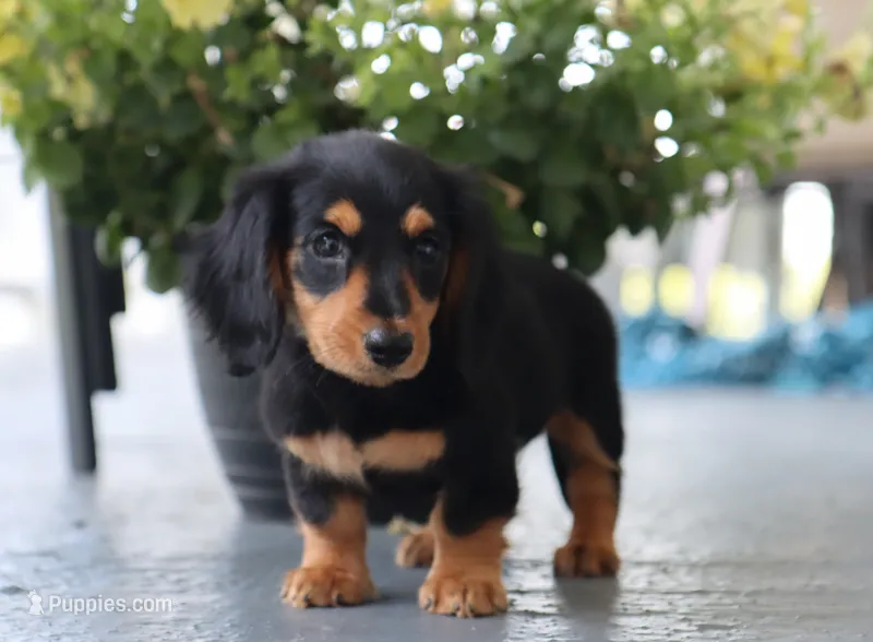 Khloe – Miniature Dachshund puppy for sale in Fresno, OH