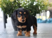 Khloe, a female Miniature Dachshund for sale in Fresno, OH – 1 of 5