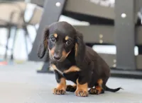 Kylie, a female Miniature Dachshund for sale in Fresno, OH – 3 of 4