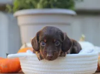 Liam, a male Miniature Dachshund for sale in Fresno, OH – 3 of 4