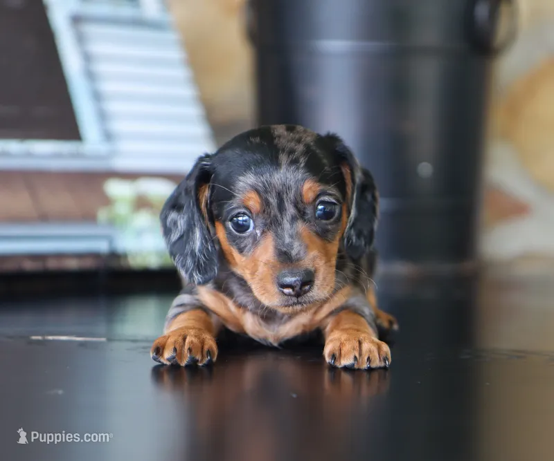 Ike – Miniature Dachshund puppy for sale in Fresno, OH