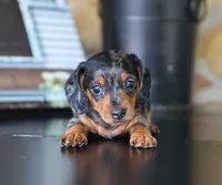 Ike, a male Miniature Dachshund for sale in Fresno, OH – 1 of 4
