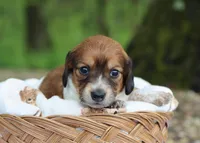 Winnie, a female Miniature Dachshund for sale in Fresno, OH – 3 of 6