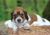 Winnie, a female Miniature Dachshund for sale in Fresno, OH – 5 of 6
