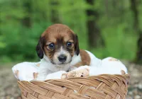Winnie, a female Miniature Dachshund for sale in Fresno, OH – 4 of 6