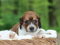 Winnie, a female Miniature Dachshund for sale in Fresno, OH – 2 of 6