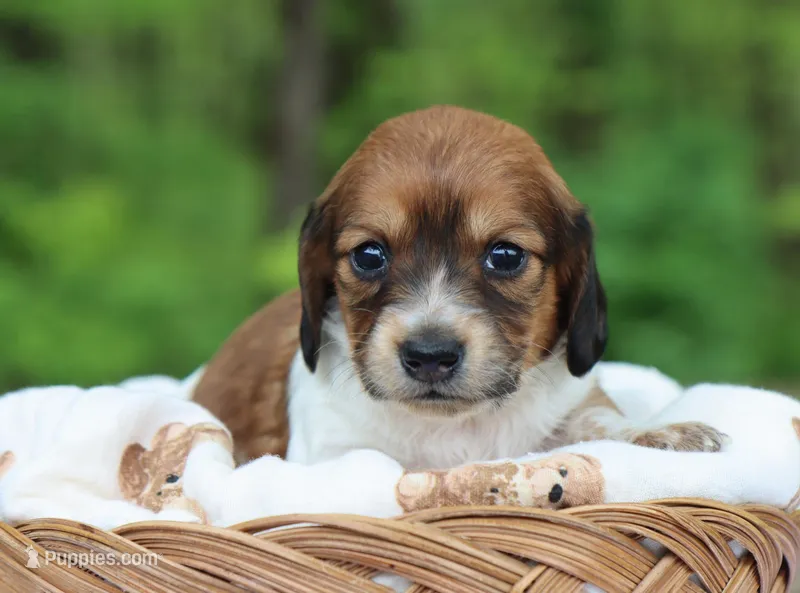 Winnie – Miniature Dachshund puppy for sale in Fresno, OH