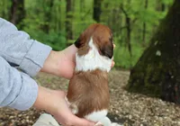 Winnie, a female Miniature Dachshund for sale in Fresno, OH – 6 of 6