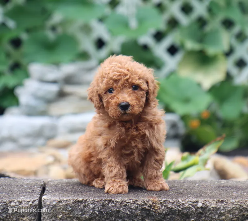 Sammy – Maltipoo puppy for sale in Fresno, OH
