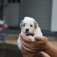 Jasper, a male Poodle - Miniature  for sale in Fresno, OH – 3 of 5