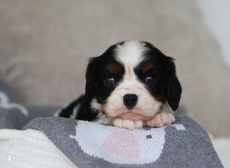 Kash – Cavalier King Charles Spaniel puppy for sale in Fresno, OH