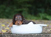 Archer, a male Miniature Dachshund for sale in Fresno, OH – 3 of 4
