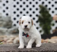 Jasper, a male Poodle - Miniature  for sale in Fresno, OH – 4 of 5