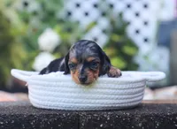 Uriella, a female Miniature Dachshund for sale in Fresno, OH – 4 of 5