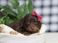 Queen, a female Miniature Dachshund for sale in Fresno, OH – Photo 6 of 9