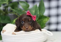 Queen, a female Miniature Dachshund for sale in Fresno, OH – Photo 3 of 9