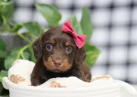 Queen, a female Miniature Dachshund for sale in Fresno, OH – Photo 1 of 9