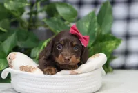 Queen, a female Miniature Dachshund for sale in Fresno, OH – Photo 9 of 9