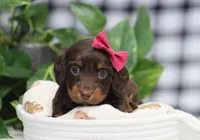 Queen, a female Miniature Dachshund for sale in Fresno, OH – Photo 2 of 9