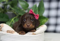 Queen, a female Miniature Dachshund for sale in Fresno, OH – Photo 4 of 9