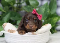 Queen, a female Miniature Dachshund for sale in Fresno, OH – Photo 7 of 9