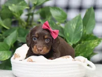 Queen, a female Miniature Dachshund for sale in Fresno, OH – Photo 8 of 9