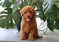 Ivy, a female Miniature Goldendoodle for sale in Fresno, OH – 2 of 4