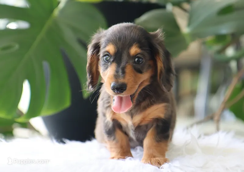 Kash – Dachshund puppy for sale in Fresno, OH