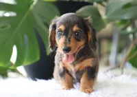 Kash, a male Dachshund for sale in Fresno, OH – 3 of 4