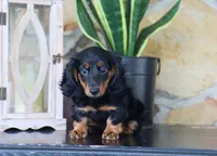 Gunner, a male Miniature Dachshund for sale in Fresno, OH – 4 of 6