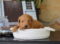 Scott, a male Maltipoo for sale in Fresno, OH – 3 of 4