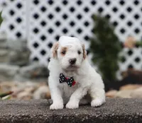 Jasper, a male Poodle - Miniature  for sale in Fresno, OH – 5 of 5