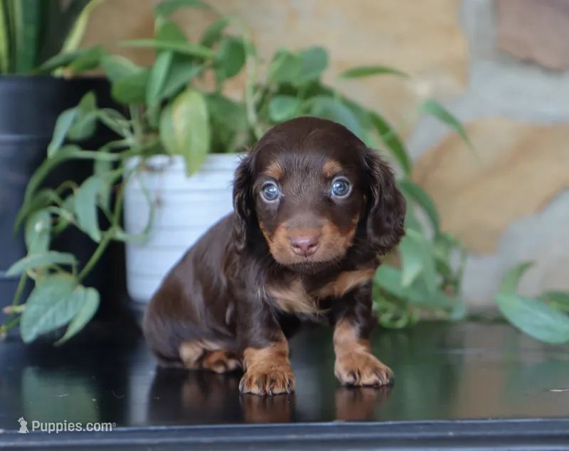 Una – Miniature Dachshund puppy for sale in Fresno, OH