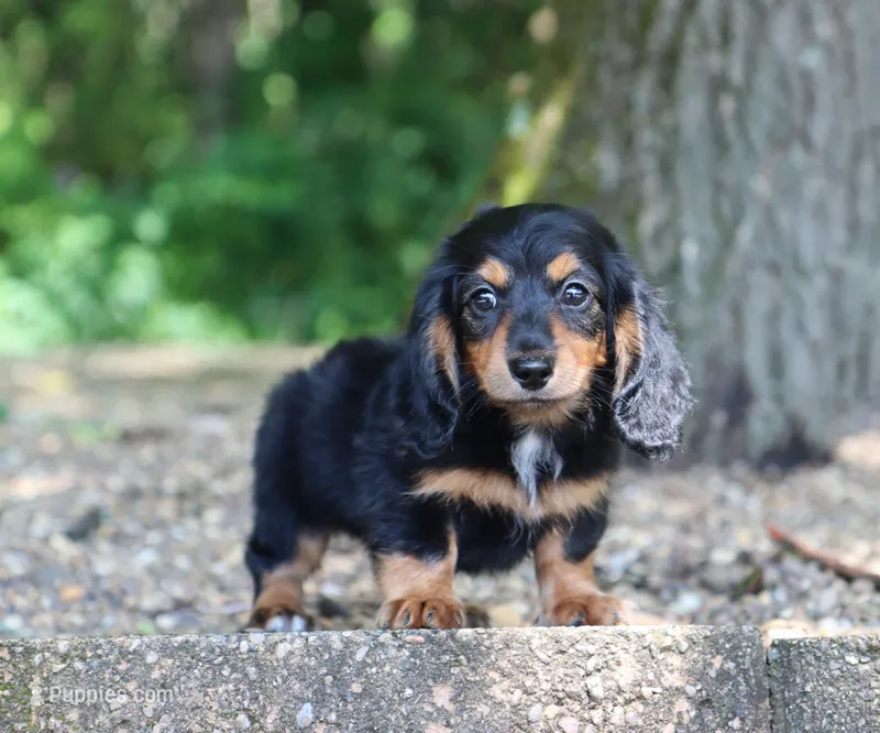 Carrie – Miniature Dachshund puppy for sale in Fresno, OH