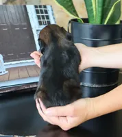 Olivia, a female Miniature Dachshund for sale in Fresno, OH – 2 of 5