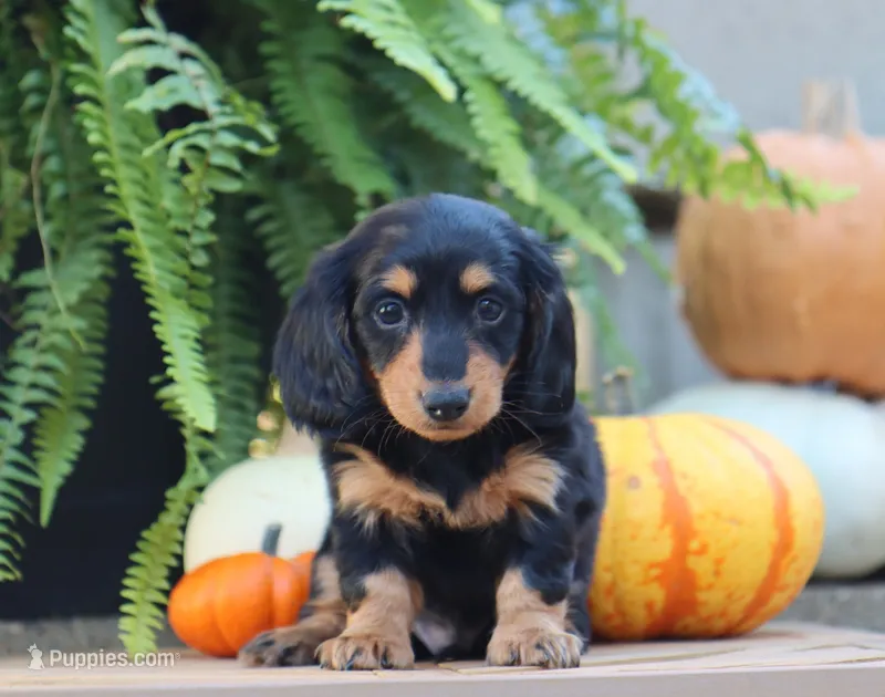 Parker – Miniature Dachshund puppy for sale in Fresno, OH