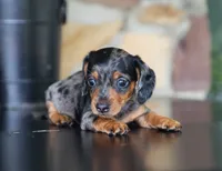 Ike, a male Miniature Dachshund for sale in Fresno, OH – 2 of 4