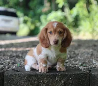 Buckle, a male Miniature Dachshund for sale in Fresno, OH – 4 of 5