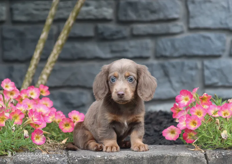 Daisy – Dachshund puppy for sale in Fresno, OH