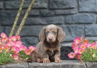Daisy, a female Dachshund for sale in Fresno, OH – 1 of 4