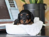 Olya, a female Miniature Dachshund for sale in Fresno, OH – 4 of 5