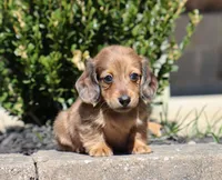 Faith, a female Miniature Dachshund for sale in Fresno, OH – Photo 1 of 5