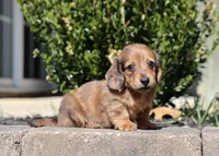 Faith, a female Miniature Dachshund for sale in Fresno, OH – Photo 4 of 5