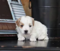 Milo, a male Maltipoo for sale in Fresno, OH – 2 of 4
