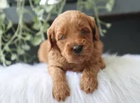Avery, a male Miniature Goldendoodle for sale in Fresno, OH – 1 of 4