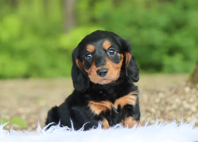Mateo – Miniature Dachshund puppy for sale in Fresno, OH