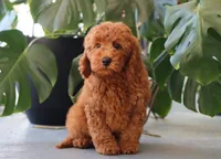 Inigo, a male Miniature Goldendoodle for sale in Fresno, OH – 3 of 4