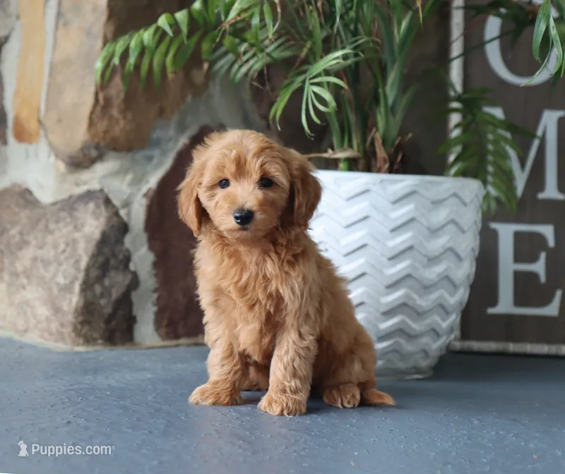 Scott – Maltipoo puppy for sale in Fresno, OH