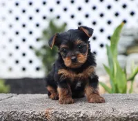 Eva, a female Yorkshire Terrier for sale in Fresno, OH – 4 of 5