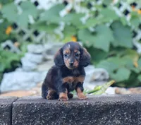 Olivia, a female Miniature Dachshund for sale in Fresno, OH – 7 of 9